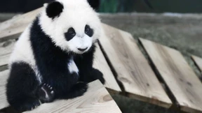 Riesenpanda Fan Xing neuer Publikumsmagnet