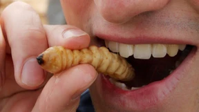 Wie lecker, die Larven!