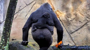 Meine Freundin ist kein Gorilla