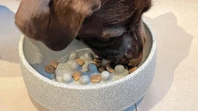 Schling nicht so, kleiner Labrador