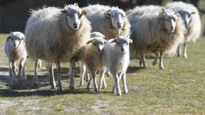 Das Schreien der Lämmer