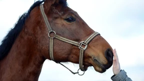 Man hat uns Tier ins Fleisch gemischt!