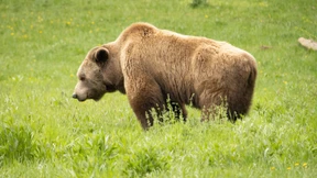 Soldaten melden Sichtung eines Bären im Allgäu