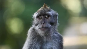 Affen leben bis zu zwei Jahre lang mit Schweinenieren