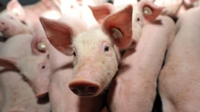 Wie glücklich muss ein Schwein sein?