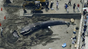 11 Meter Baby-Blauwal