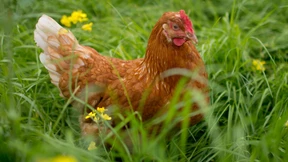 Gütliches Ende für die Küken des Herrn Ü.