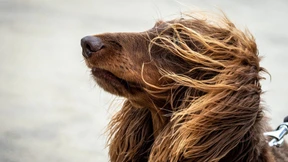 Schärfere Regeln für Hundehalter geplant