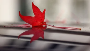 Das Rot der Blätter und die Theorien der Forscher