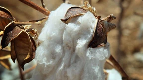 Indiens Exportstopp für Baumwolle lässt die Märkte rätseln