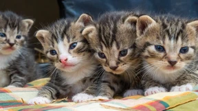 Katzenbabys erkennen das „Miau“ der Mutter