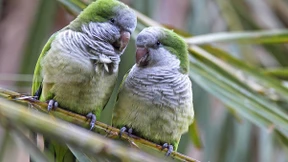Vögel genießen in spanischen Großstädten die Ruhe durch Corona