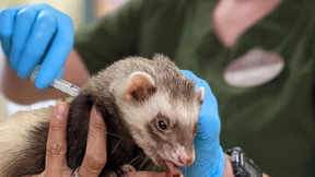 Tiergesundheit zieht immer