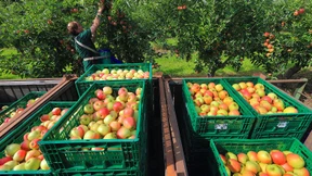 Auch bei Lidl kann man bald Obst online bestellen