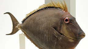 Rückblick in die Zukunft