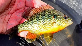 Im Fluss Arno leben fast nur noch fremde Fische