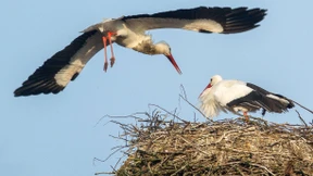 Plastikmüll gefährdet Störche