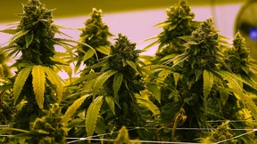 Kinder- und Jugendmediziner kritisieren Cannabis-Legalisierung