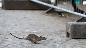 Frau hat mit etwa 800 Ratten zusammengelebt