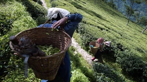 Die irre Idee mit dem Tee