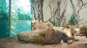 Keine Angst mehr vor der Eiszeit