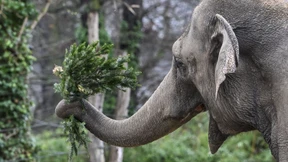 Sind Sie ein Links- und Rechtsrüssler?