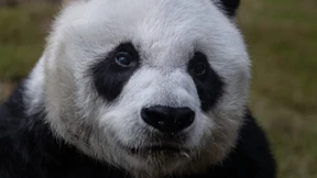 Riesenpanda An An in Hongkonger Zoo gestorben