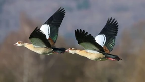 Was tun gegen die Nilgänse?