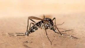 Kampf gegen die Tigermücke