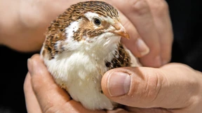 Wachtelzucht als Millionengeschäft