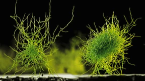 Die Zähmung der Evolution