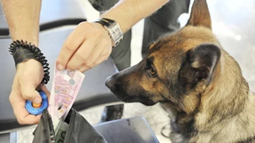 Drogenhund legt Flugverkehr lahm und wird erschossen