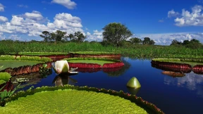 Beim Internet-Surfen eine neue Pflanzenart entdeckt