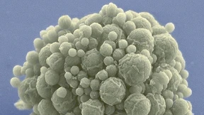 Ganz schön aufgebrezelt, das Biest