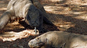 Wie Indonesien seine Eidechsen schützt