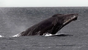 Wal stößt mit Boot zusammen – Mann stirbt