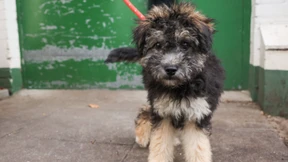 Geteiltes Sorgerecht für Haustiere