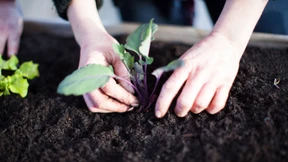 So gelingt das Hochbeet