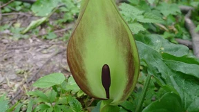 Strenger Duft ködert potentielle Bestäuber