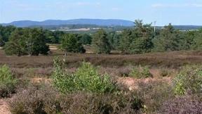 Und wieder erblüht die Heide