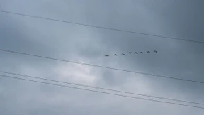 Tote und geschwächte Zugvögel durch Unwetter