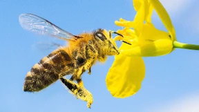 „Man darf die Wildbienen nicht vergessen“