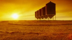 Rekordernten für Mais und Weizen