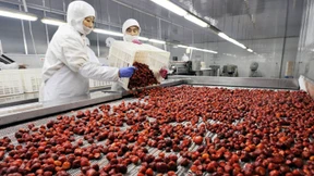 Verseuchte Erdbeeren lösten Brechdurchfall aus