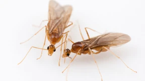 Männchen der Gelben Spinnerameise sind Chimären