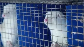 Russland lässt Impfstoff für Tiere zu