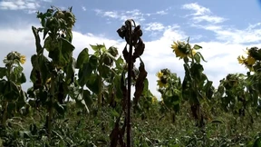 Bauernverband fordert Hilfen von einer Milliarde Euro