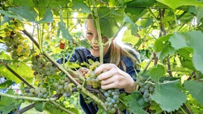 Lese des Federweißen hat begonnen