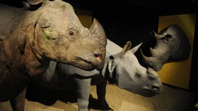 Die Museums-Wilderer