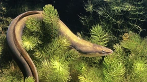 Steht der Aal endgültig vor dem Aus?